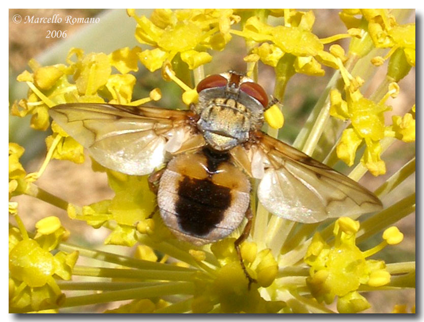 Ectophasia leucoptera, Dittero Tachinidae  dalle Madonie